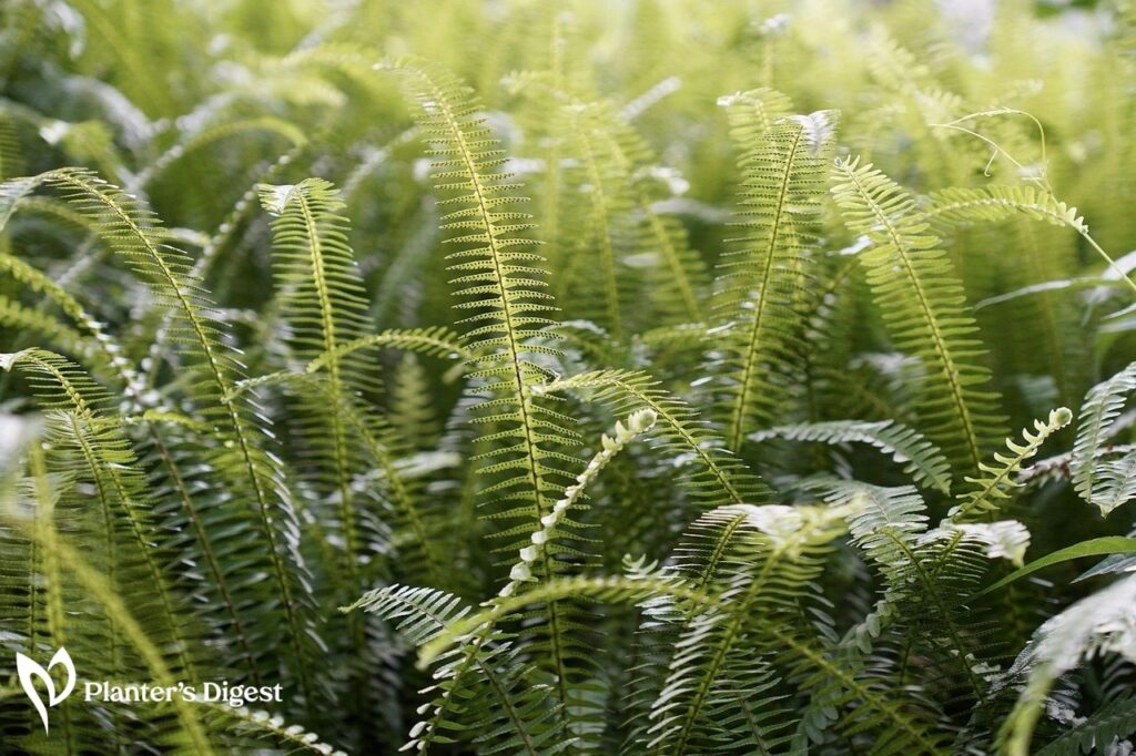Best Ferns to Place Under the Sun