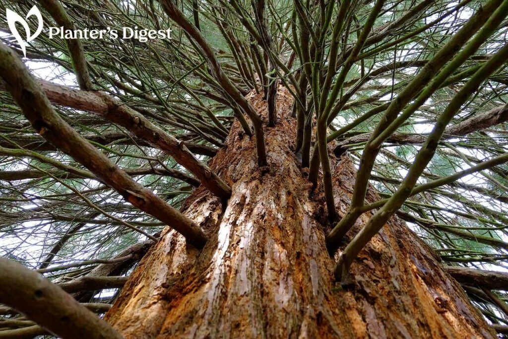 Best Trees with Red Bark
