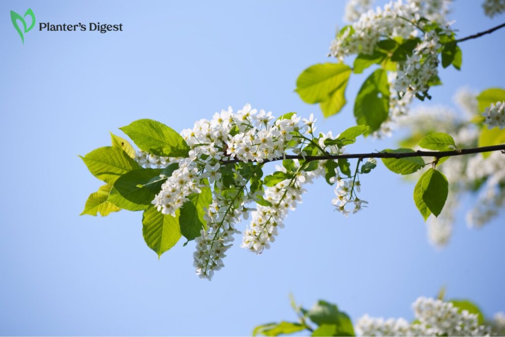 Best White Flowering Vines for Garden