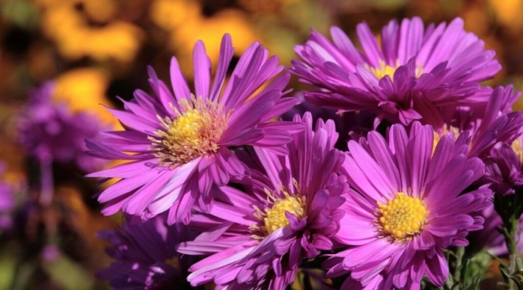 Different Plants to Grow in Clay Soil