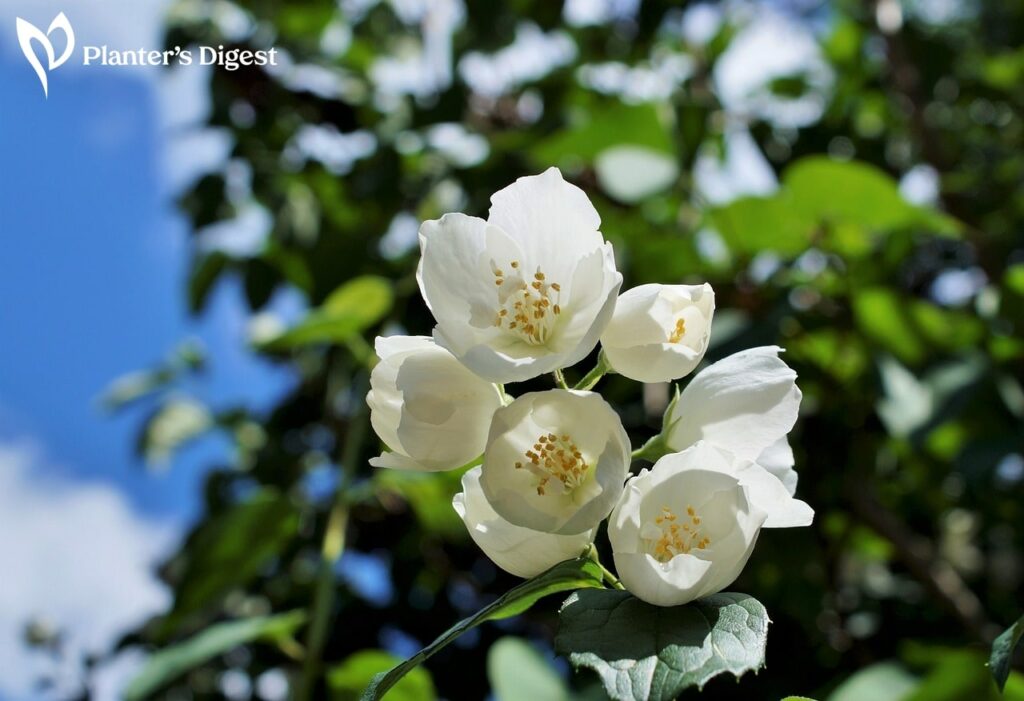 How to Fix Star Jasmine Problems