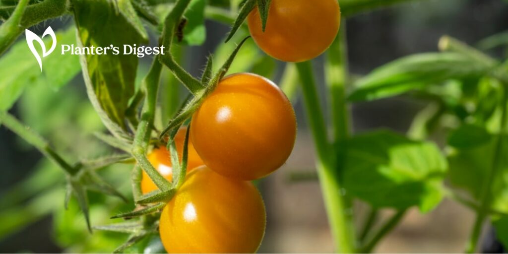 How to Grow Tomatoes in Indirect Light