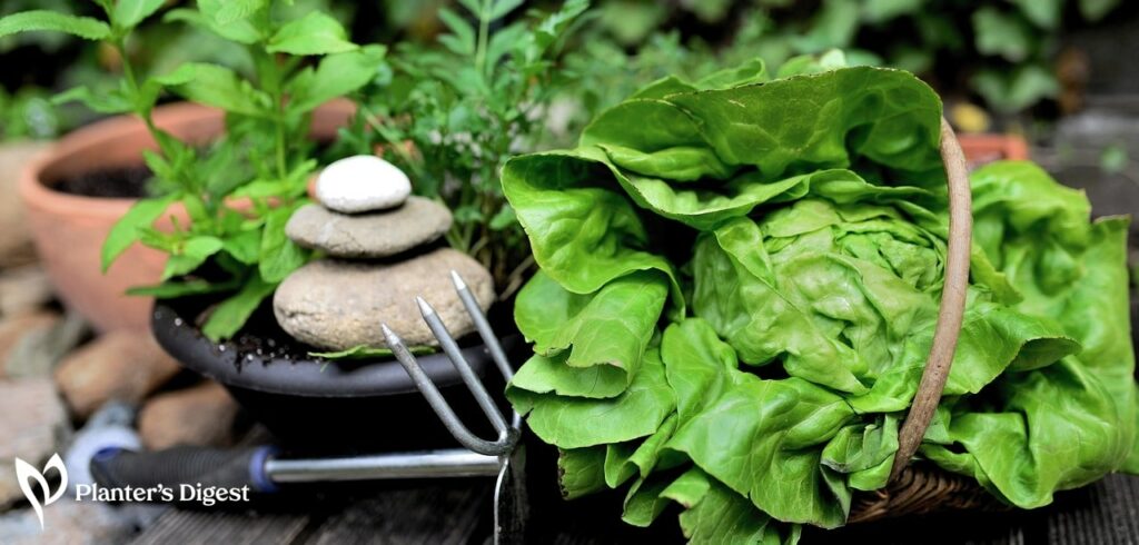 How to Harvest Lettuce