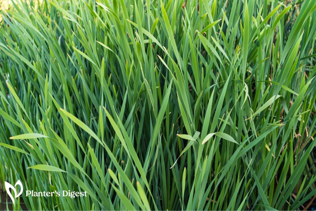 How to Identify Buffalo Grass