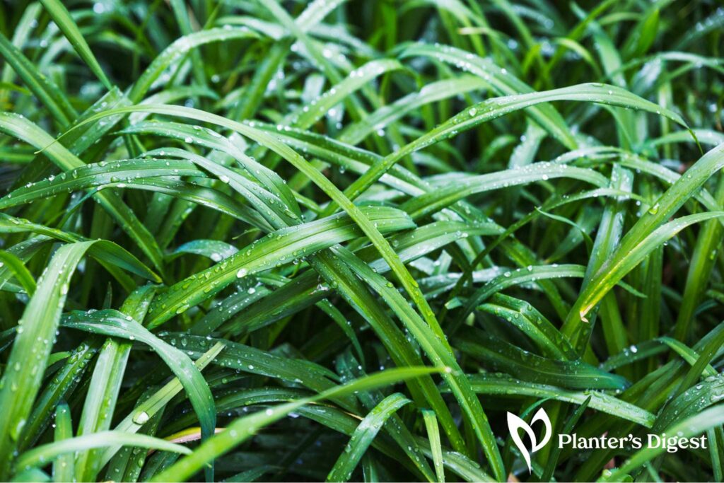 How to Identify Kusha Grass