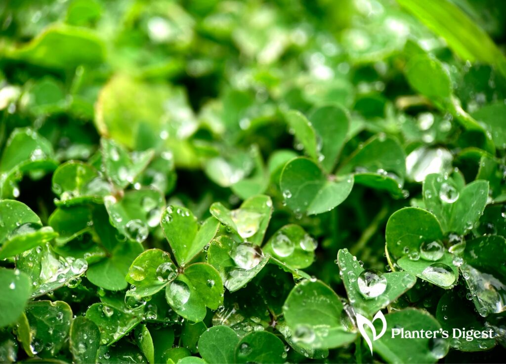 How to Identify Purslane