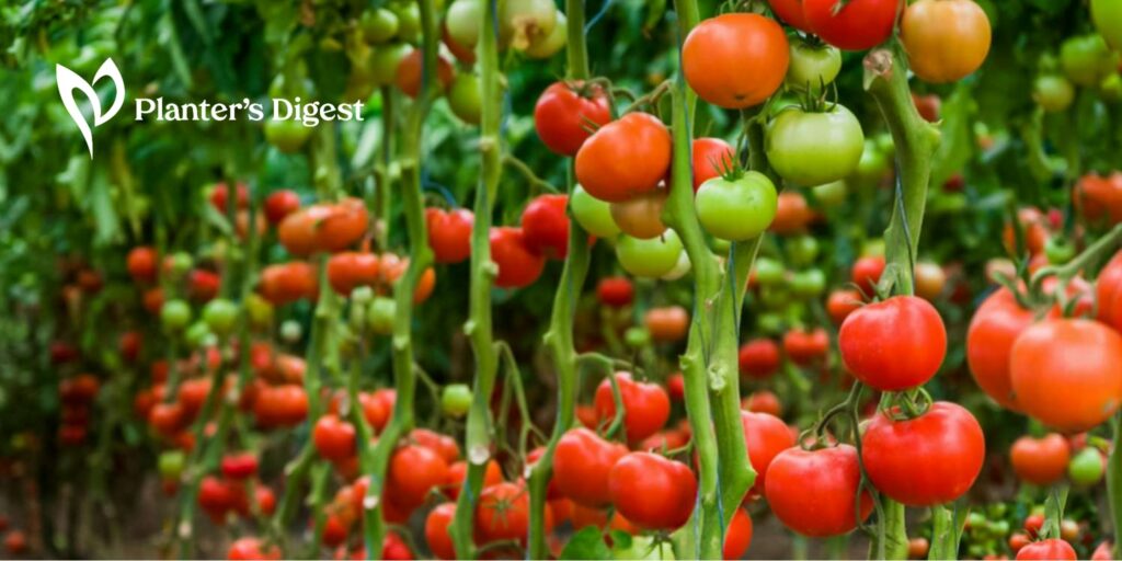 How to Make Upside Down Tomato Planter