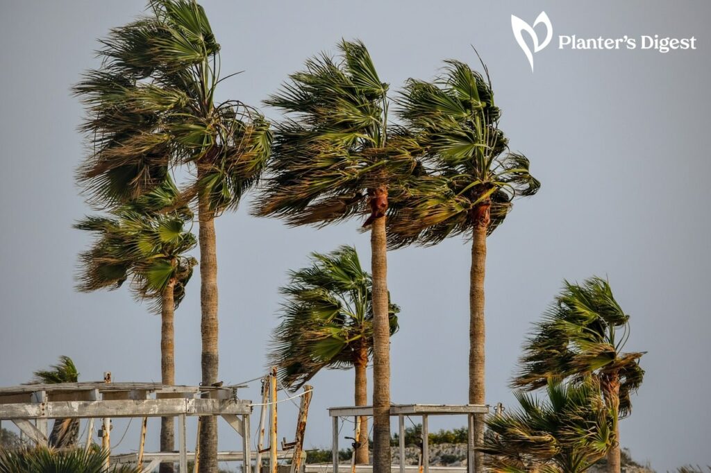 How to Prevent Trees from Windfall