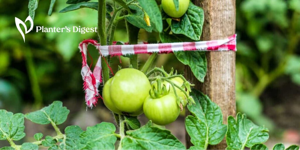 How to Stake Tomatoes