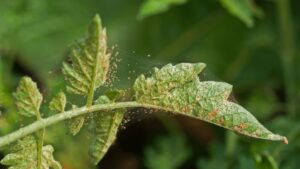 Look out for pests and diseases