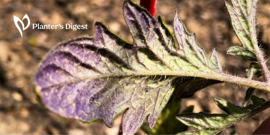 Tomato Plant with Purple Leaves