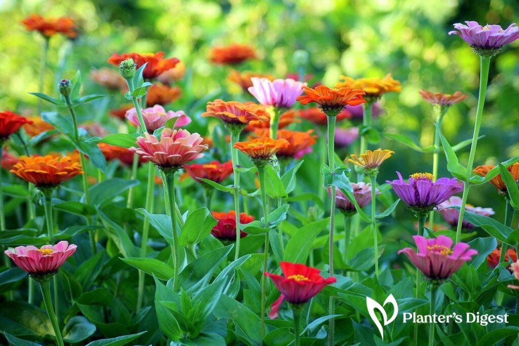 What are Zinnias