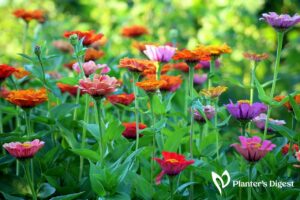 What are Zinnias