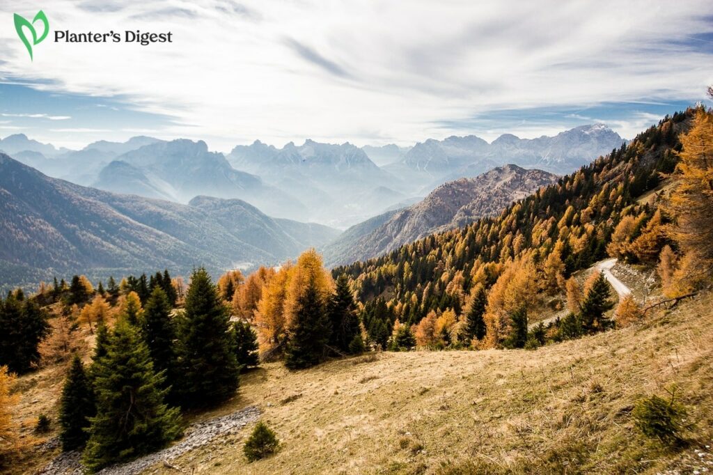 Where Do Pine Trees Grow