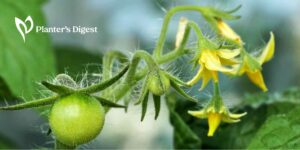 Why Does Tomato Plants not Setting Fruits