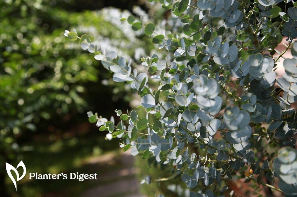 Why Eucalyptus Leaves Turning Brown