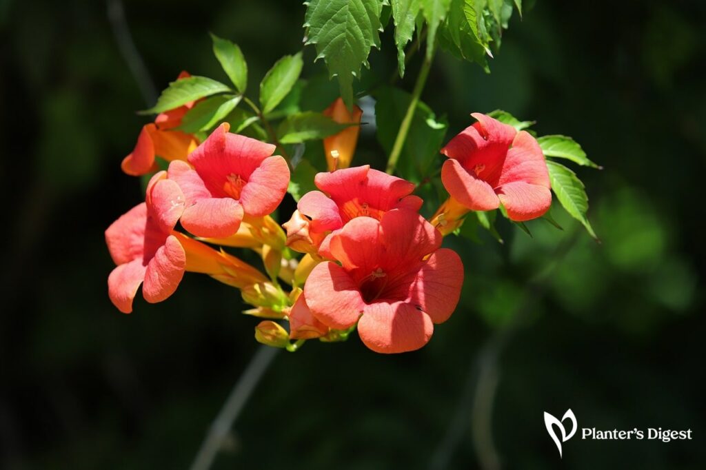 Best Red Vine Plants for Garden
