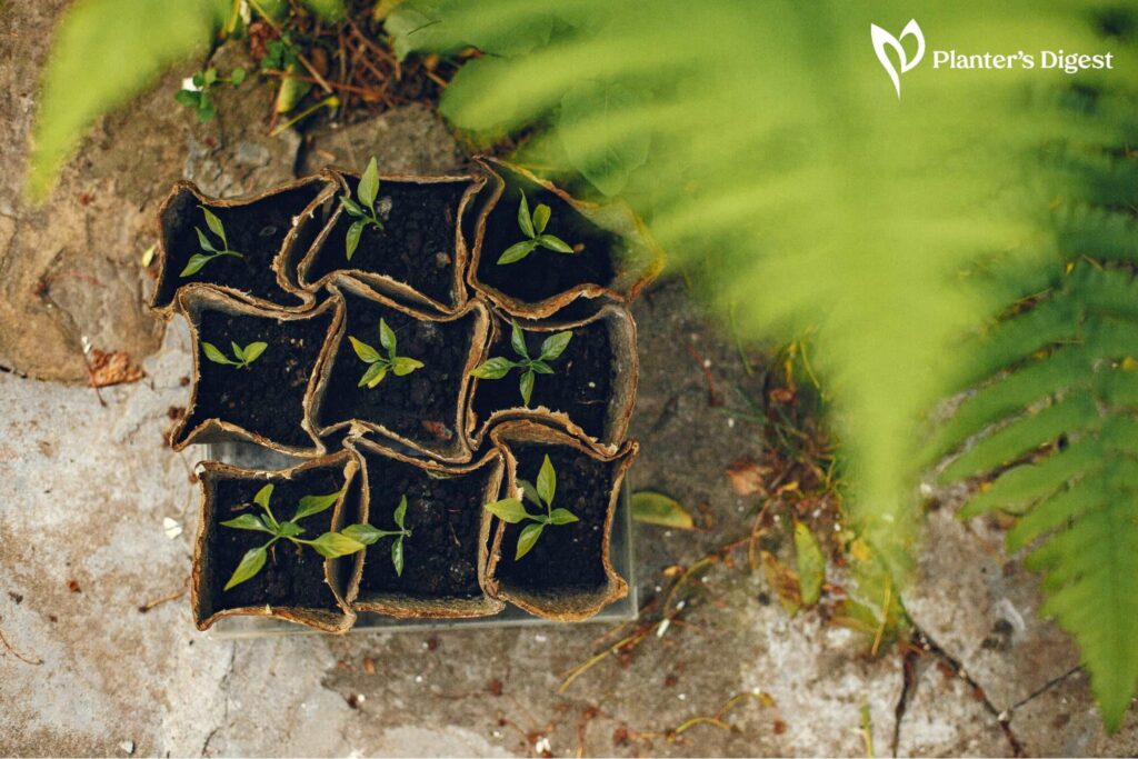 How Long Do Cucumber Seeds to Germinate