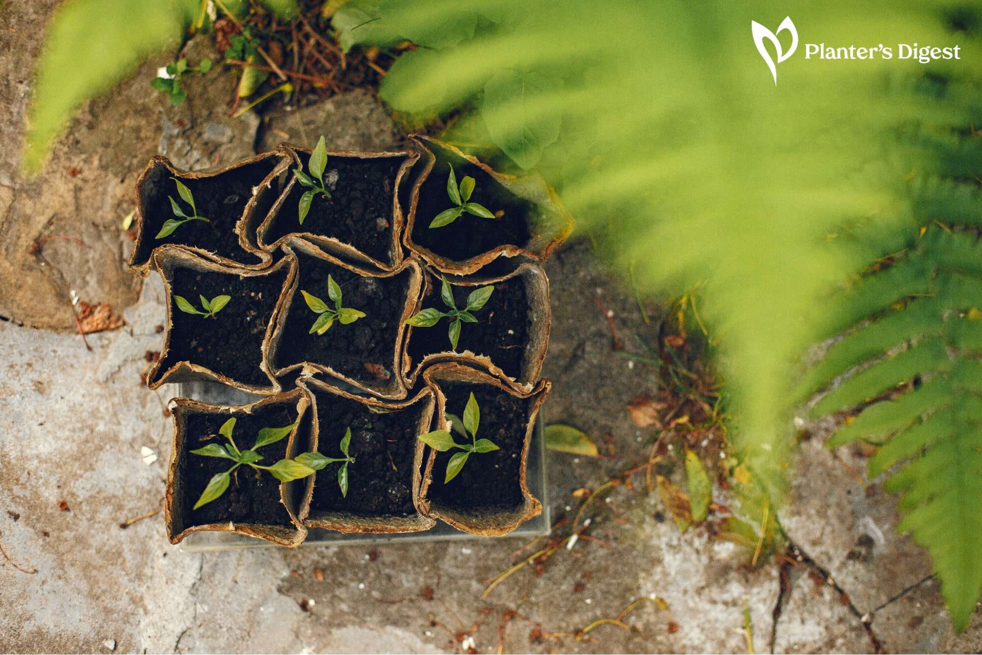 How Long Do Cucumber Seeds to Germinate