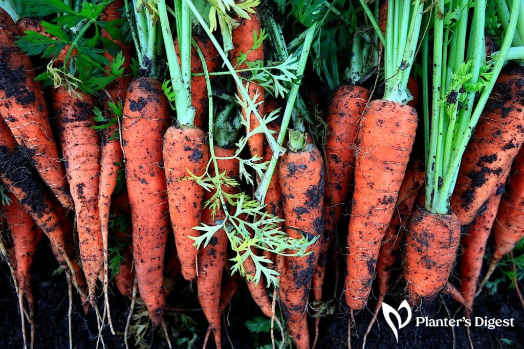 How to Make Carrot Seeds Germinate Fast