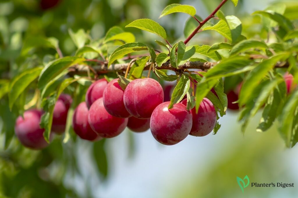 How to Make Plum Trees Bear Fruit