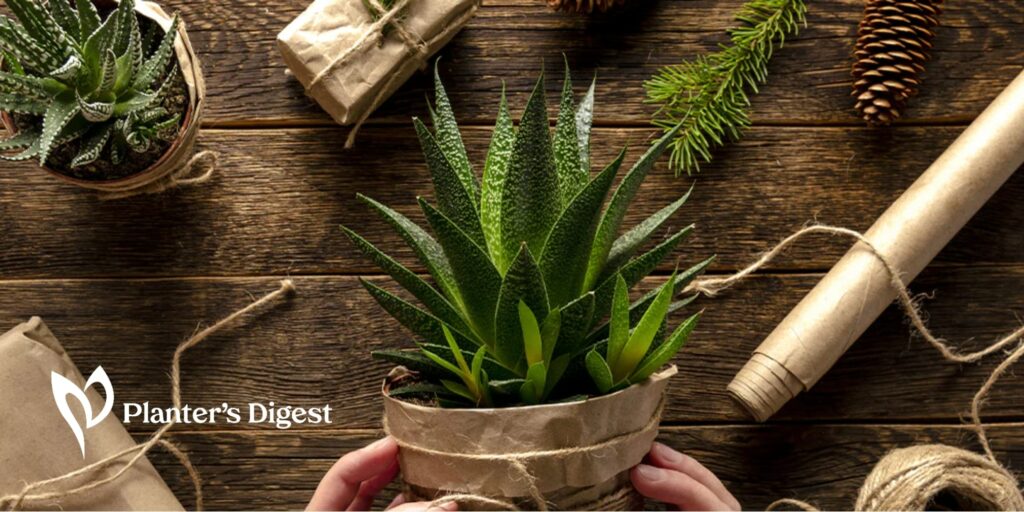 How to Wrap and Gift Plants for the Holiday