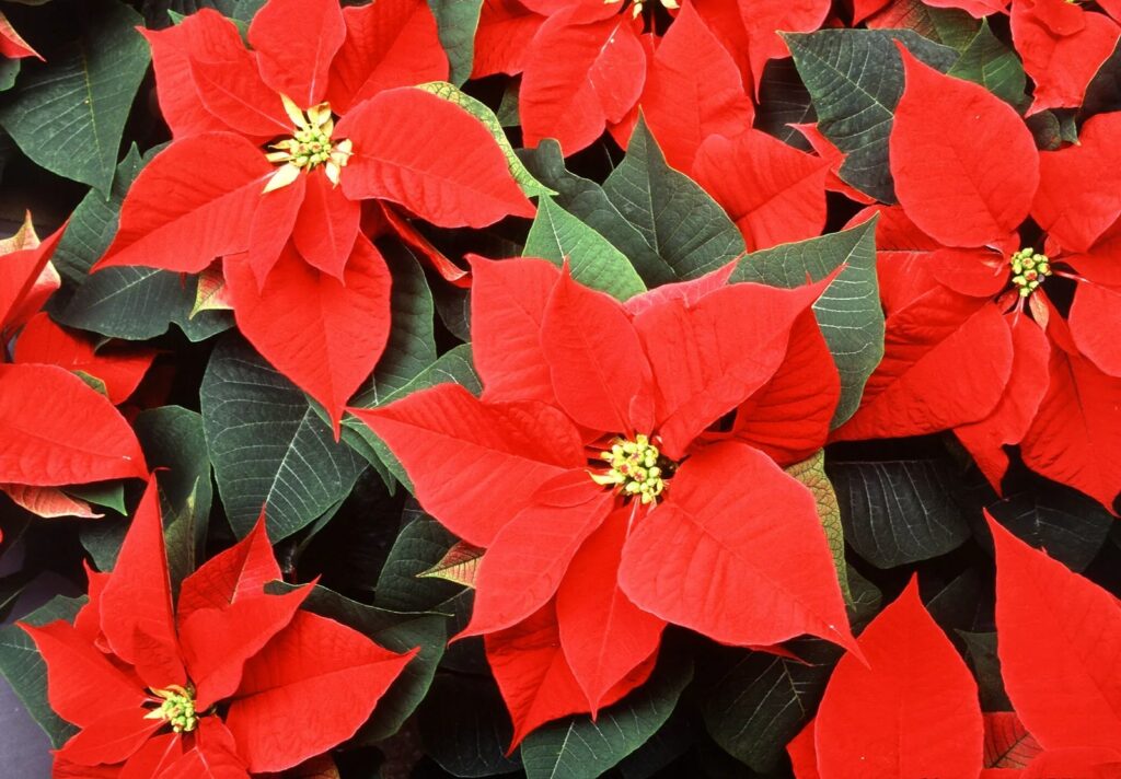 How to take Care of Poinsettias Plant