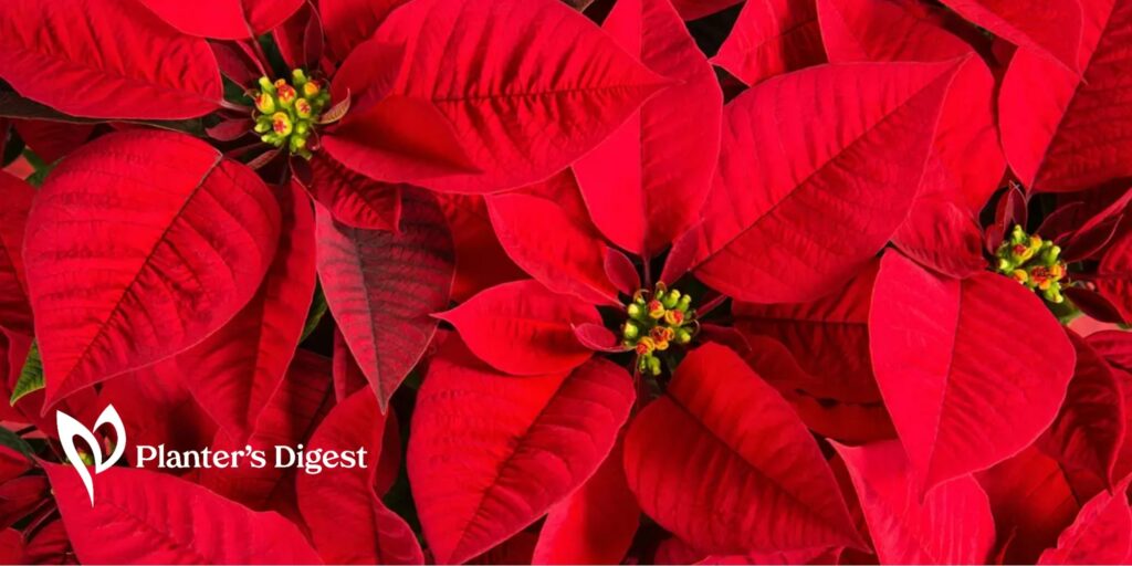 Red Petaled Flowers That Add Charm to Holiday Decors