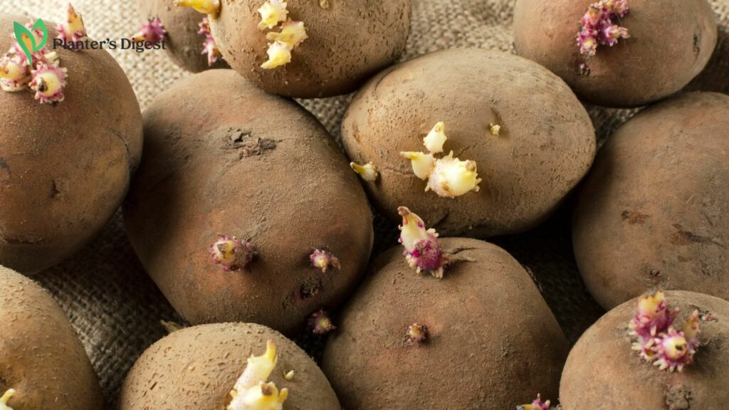 What Causes Potato Eyes