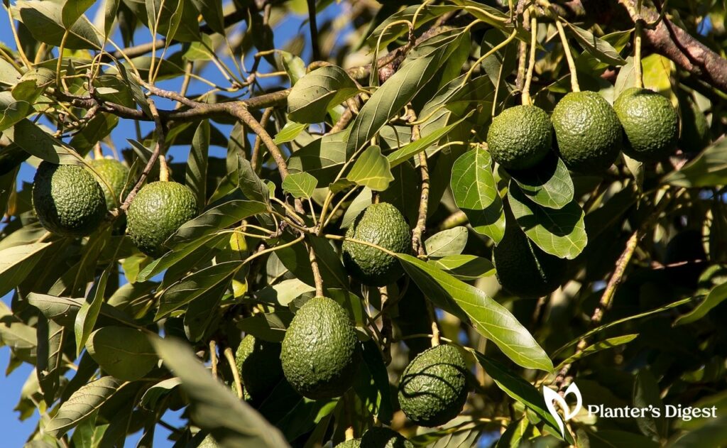 When Do Avocado Trees Bear Fruit