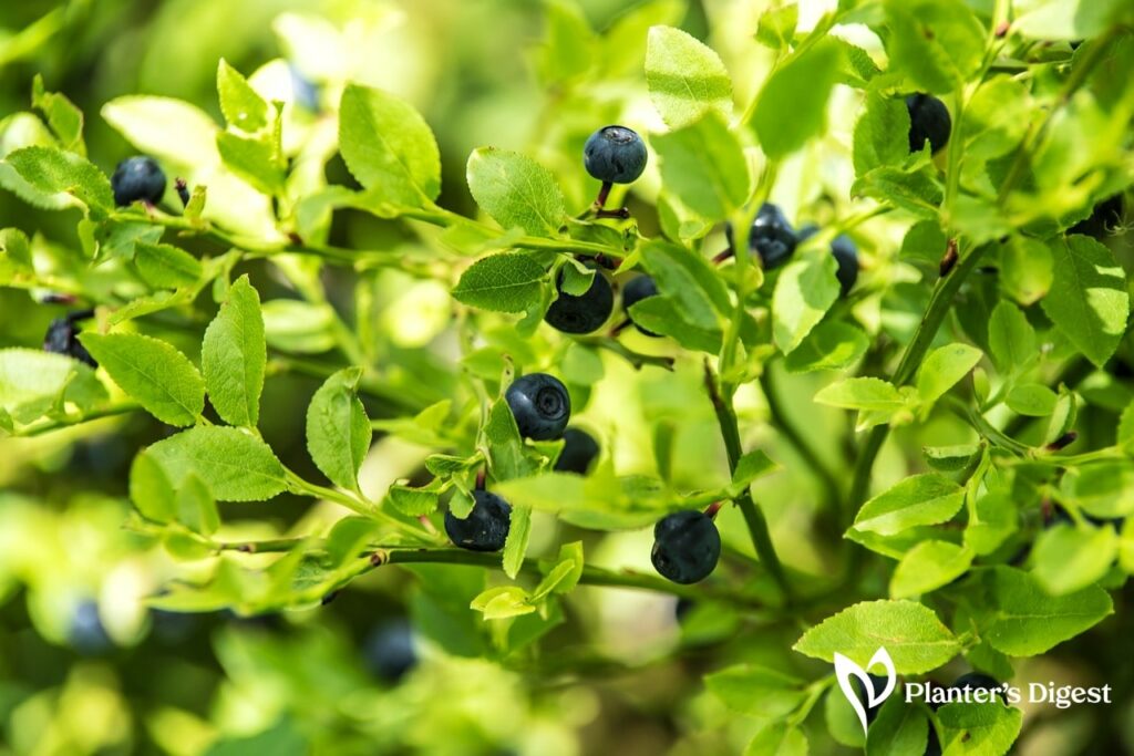 When do Blueberries Bloom