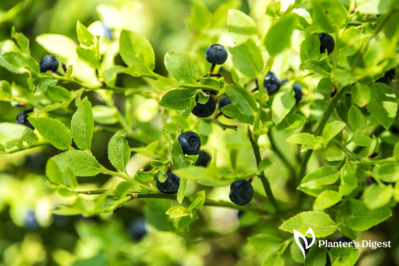 When do Blueberries Bloom