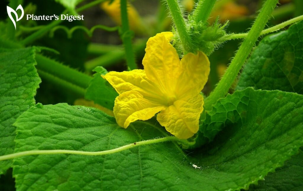 Why Cucumbres Flower but Produce No Fruit