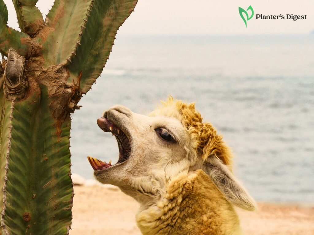 11 Animals That Eat Cactus