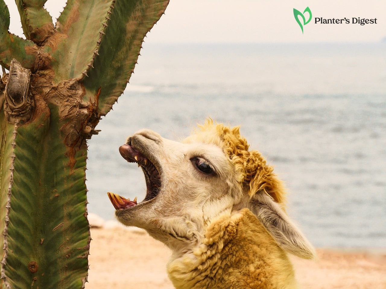 11 Cactus-Eating Animals