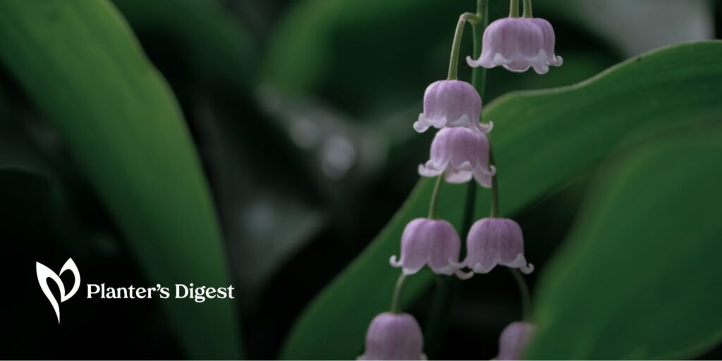 20 Beautiful Bell-Shaped Flowers for Your Garden