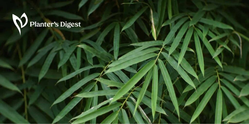 20 Fast-Growing Indoor Plants