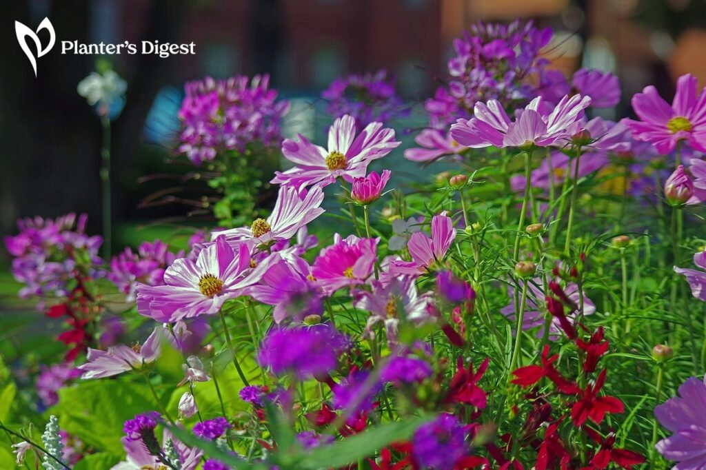 25 Flowers That Bloom All Year