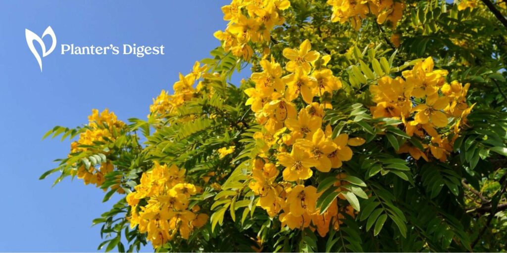 25 Stunning Yellow-Flowering Trees For Your Yard