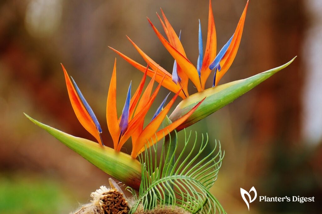 26 Beautiful Flowers That Look Just Like A Bird