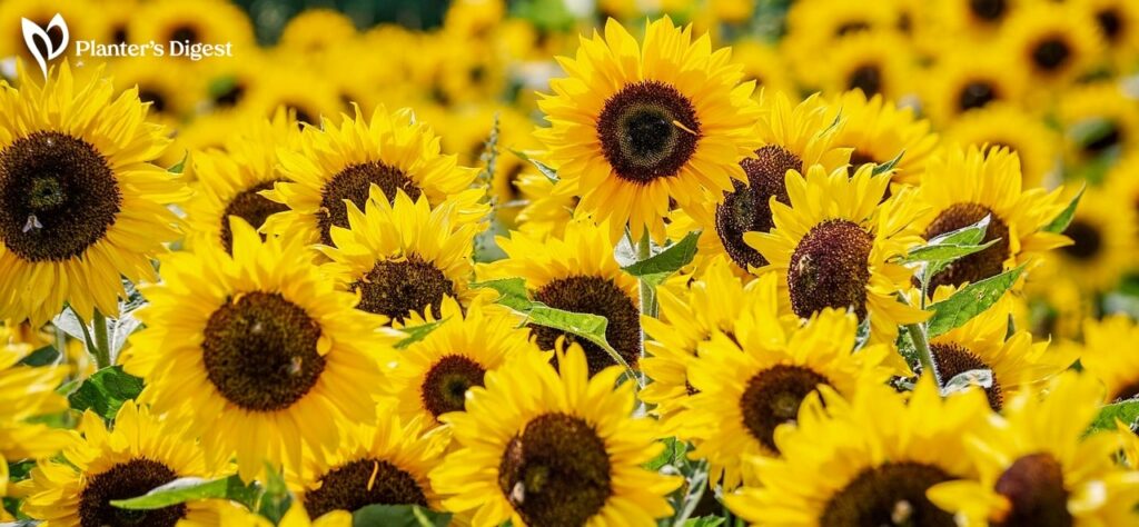 28 Sunflower Look Alikes to Elevate Your Garden