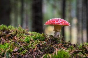 Are garden bed mushrooms harmful