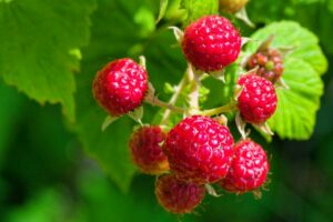 Benefits of Acidic Fertilizers