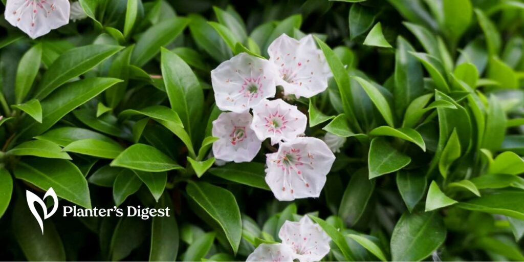 Best Evergreen Trees That Grow in Shades
