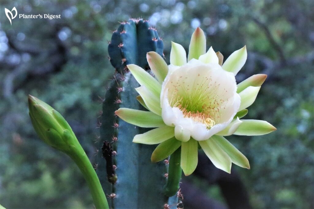 Best White Flowered Cacti for Garden
