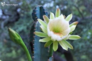 Best White Flowered Cacti for Garden