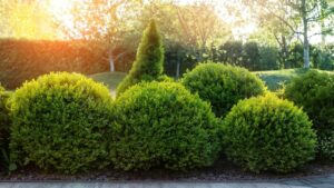 Boxwood (Buxus spp.)