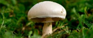Button Mushroom (Agaricus bisporus)