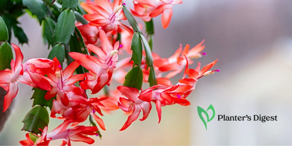 Christmas Cactus 101 - and Plant Care Tips!