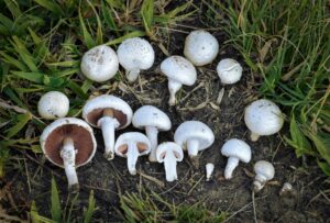 Common White Mushroom (Agaricus arvensis)